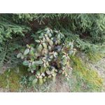 Zdjęcia użytkowników Samsung Galaxy Tab S3 LTE