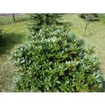 Zdjęcia użytkowników Samsung Galaxy Tab S3 LTE