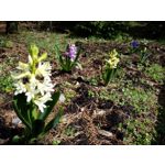 Zdjęcia użytkowników Samsung Galaxy Tab S3 LTE