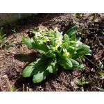 Zdjęcia użytkowników Samsung Galaxy Tab S3 LTE