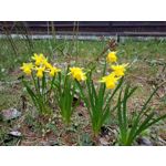 Zdjęcia użytkowników Samsung Galaxy Tab S3 LTE