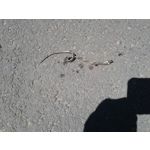 ZDJĘCIA Z TEGO TELEFONU