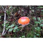 Zdjęcia użytkowników Samsung Galaxy Xcover 4