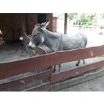 Zdjęcia użytkowników Samsung Galaxy Xcover 4