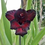 Zdjęcia użytkowników Samsung Galaxy Xcover 4