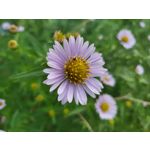 Zdjęcia użytkowników Samsung Galaxy Z Flip 3