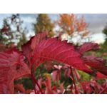 Zdjęcia użytkowników Samsung Galaxy Z Flip 3