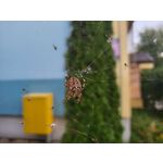 Zdjęcia użytkowników Samsung Galaxy Z Flip 3