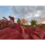 Zdjęcia użytkowników Samsung Galaxy Z Flip 3