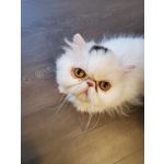 Zdjęcia użytkowników Samsung Galaxy Z Flip