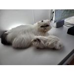 Zdjęcia użytkowników Samsung Galaxy Z Fold 2