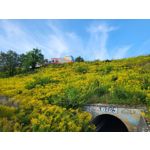 Zdjęcia użytkowników Samsung Galaxy Z Fold 3