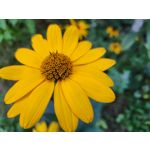 Zdjęcia użytkowników Samsung Galaxy Z Fold4