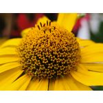 Zdjęcia użytkowników Samsung Galaxy Z Fold4