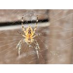 Zdjęcia użytkowników Samsung Galaxy Z Fold4