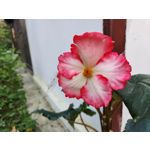 Zdjęcia użytkowników Samsung Galaxy Z Fold4