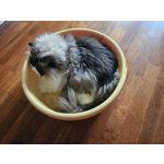 Zdjęcia użytkowników Samsung Galaxy Z Fold5