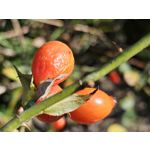 Zdjęcia użytkowników Samsung Galaxy Z Fold5