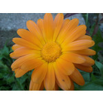 Zdjęcia użytkowników Samsung GT-i5800 Galaxy 3