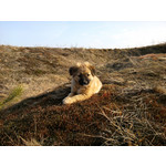 Zdjęcia użytkowników Samsung GT-i5800 Galaxy 3