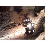 Zdjęcia użytkowników Samsung GT-i7500