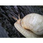 Zdjęcia użytkowników Samsung GT-i8000 Omnia 2