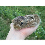 Zdjęcia użytkowników Samsung GT-i8000 Omnia 2