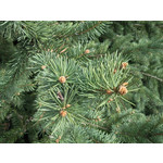 Zdjęcia użytkowników Samsung GT-i8000 Omnia 2