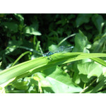 Zdjęcia użytkowników Samsung GT-i8000 Omnia 2