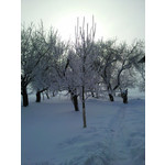 Zdjęcia użytkowników Samsung GT-i8510