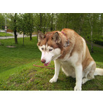 Zdjęcia użytkowników Samsung GT-i8510