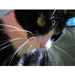 Zdjęcia użytkowników Samsung GT-i8510