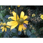 Zdjęcia użytkowników Samsung GT-i9000 Galaxy S Zdjęcia użytkowników Samsung GT-i9000 Galaxy S