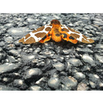 Zdjęcia użytkowników Samsung GT-i9000 Galaxy S Zdjęcia użytkowników Samsung GT-i9000 Galaxy S