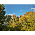 Zdjęcia użytkowników Samsung GT-i9000 Galaxy S Zdjęcia użytkowników Samsung GT-i9000 Galaxy S