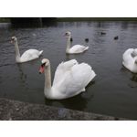 Zdjęcia użytkowników Samsung GT-i9301i