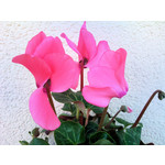 Zdjęcia użytkowników Samsung GT-M8800 Zdjęcia użytkowników Samsung GT-M8800