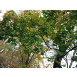 Zdjęcia użytkowników Samsung GT-M8800 Zdjęcia użytkowników Samsung GT-M8800