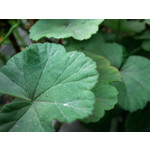 Zdjęcia użytkowników Samsung GT-M8800 Zdjęcia użytkowników Samsung GT-M8800