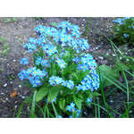 Zdjęcia użytkowników Samsung GT-M8800 Zdjęcia użytkowników Samsung GT-M8800