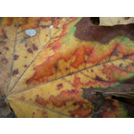 Zdjęcia użytkowników Samsung GT-M8800 Zdjęcia użytkowników Samsung GT-M8800