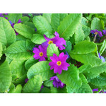 Zdjęcia użytkowników Samsung GT-M8800 Zdjęcia użytkowników Samsung GT-M8800