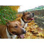 Zdjęcia użytkowników Samsung GT-M8910 Pixon12