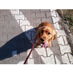 Zdjęcia użytkowników Samsung GT-S3350 Zdjęcia użytkowników Samsung GT-S3350