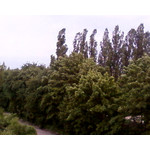 Zdjęcia użytkowników Samsung GT-S3600