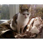 Zdjęcia użytkowników Samsung GT-S3600