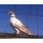 Zdjęcia użytkowników Samsung GT-S3600