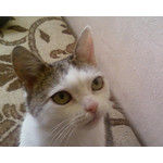 Zdjęcia użytkowników Samsung GT-S3600