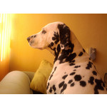 Zdjęcia użytkowników Samsung GT-S5230