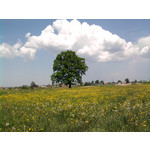 Zdjęcia użytkowników Samsung GT-S5230